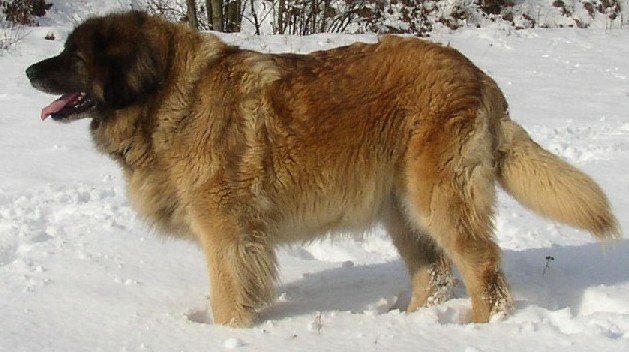 Aida_Mysliboricke_podlesi_mp.jpg