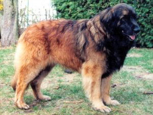 Golf du Verger Chante merle.jpg